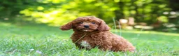 Cavapoo dogs for sale: Viney - Ad 3