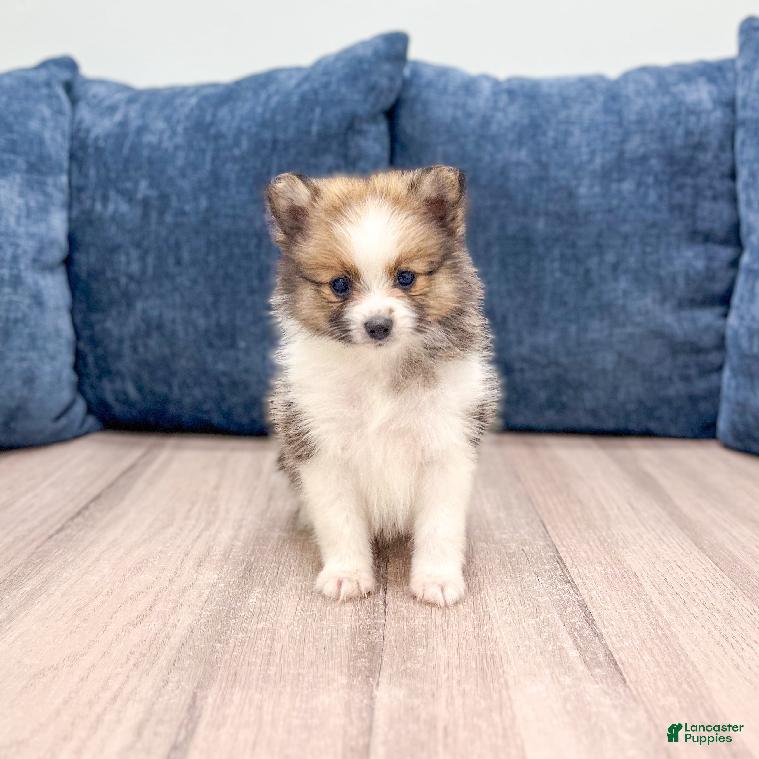 Pomeranian dogs Chloe - Ad 1