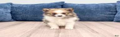 Chloe