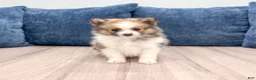 Pomeranian dogs for sale: Chloe - Ad 1
