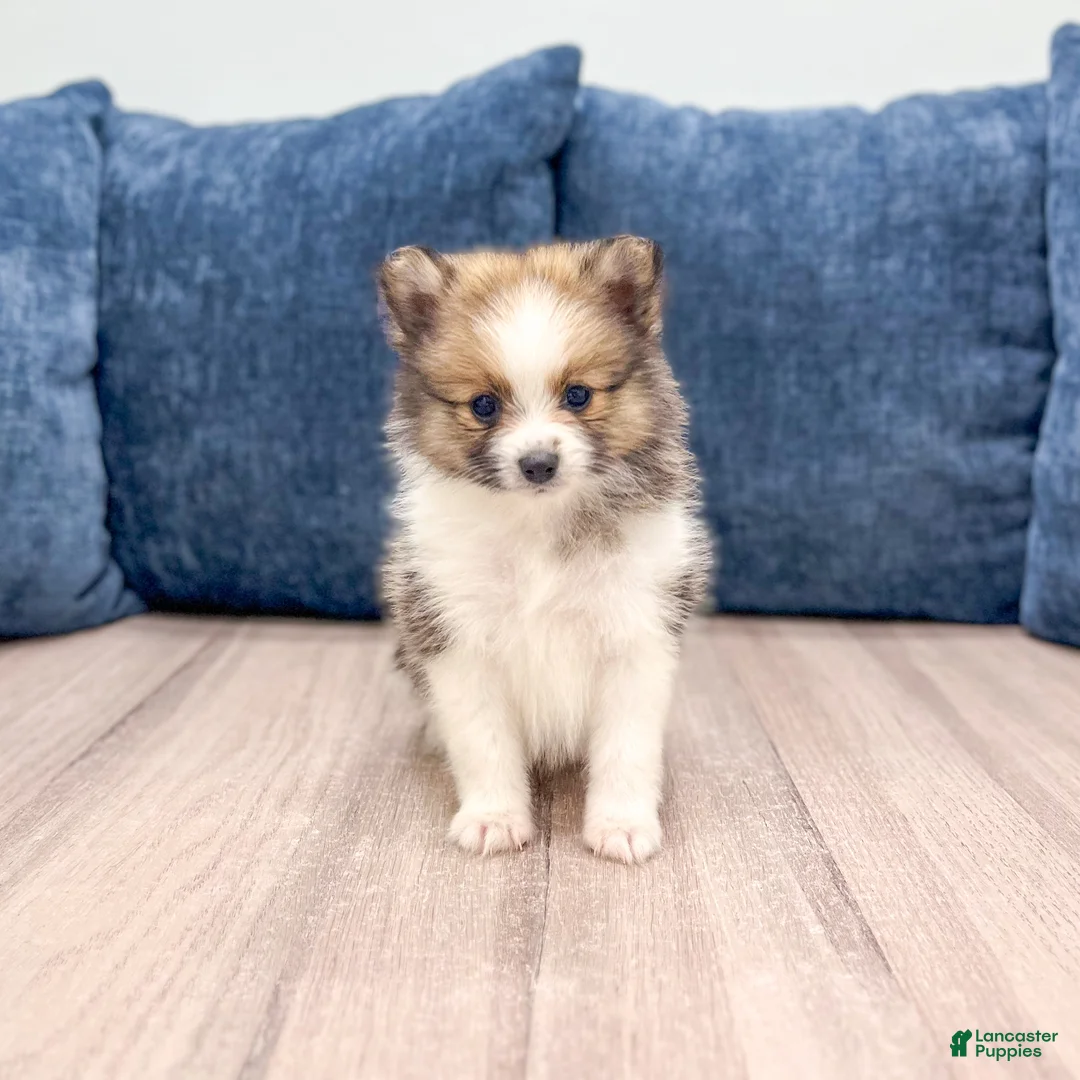 Pomeranian dogs for sale: Chloe - Ad 1