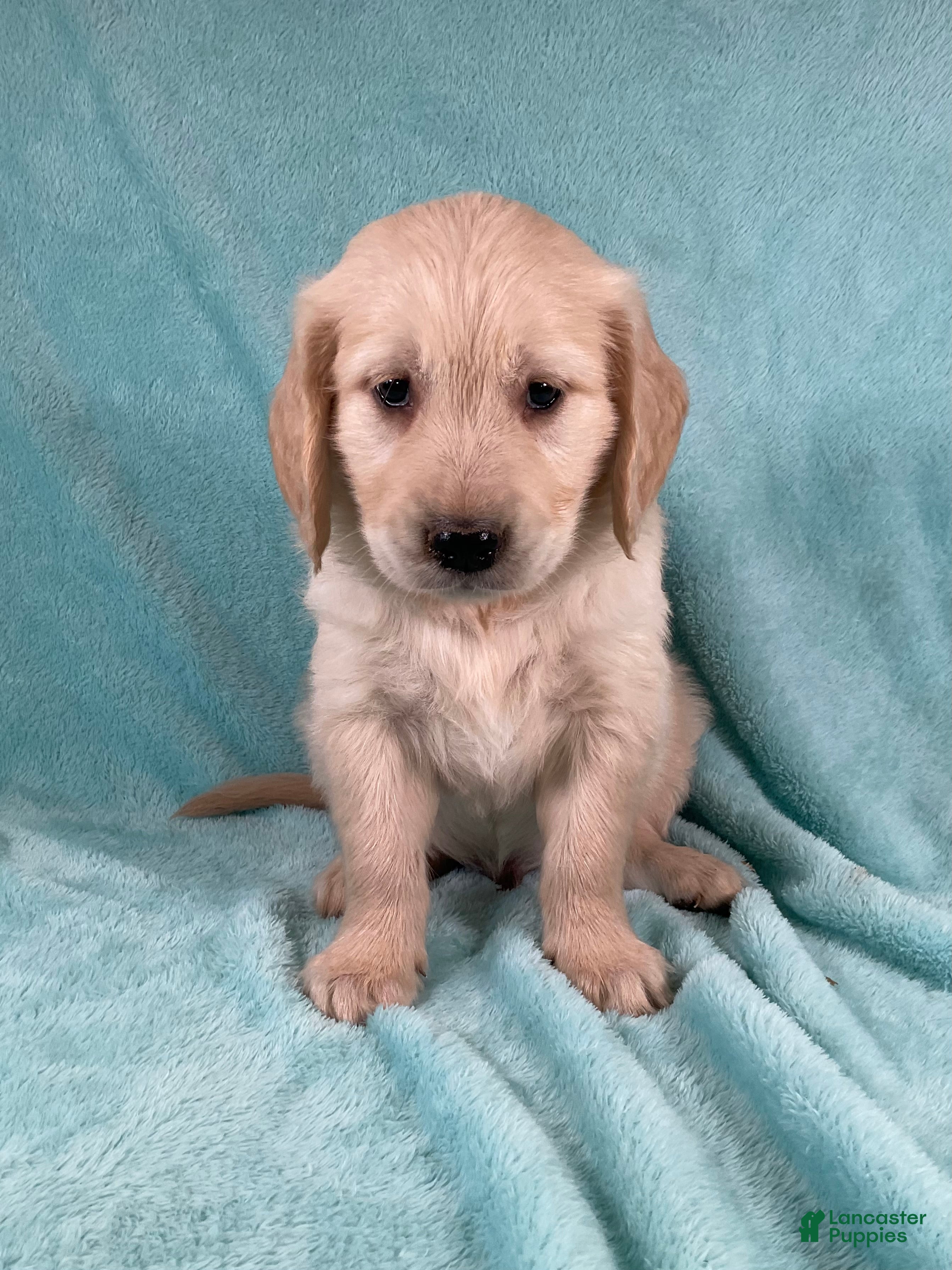 Jax