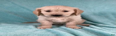 Jax