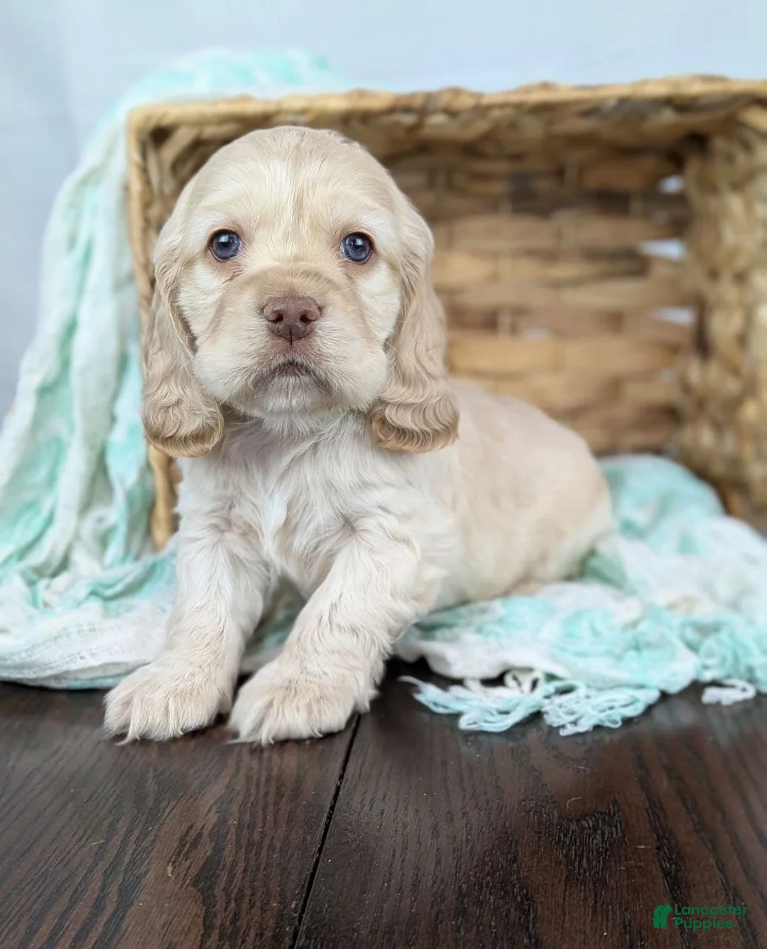 Cocker Spaniel dogs for sale: Cocker Spaniel Puppy 1 - Ad 3