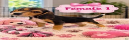 Beagle dogs for sale: Sadie - Ad 1