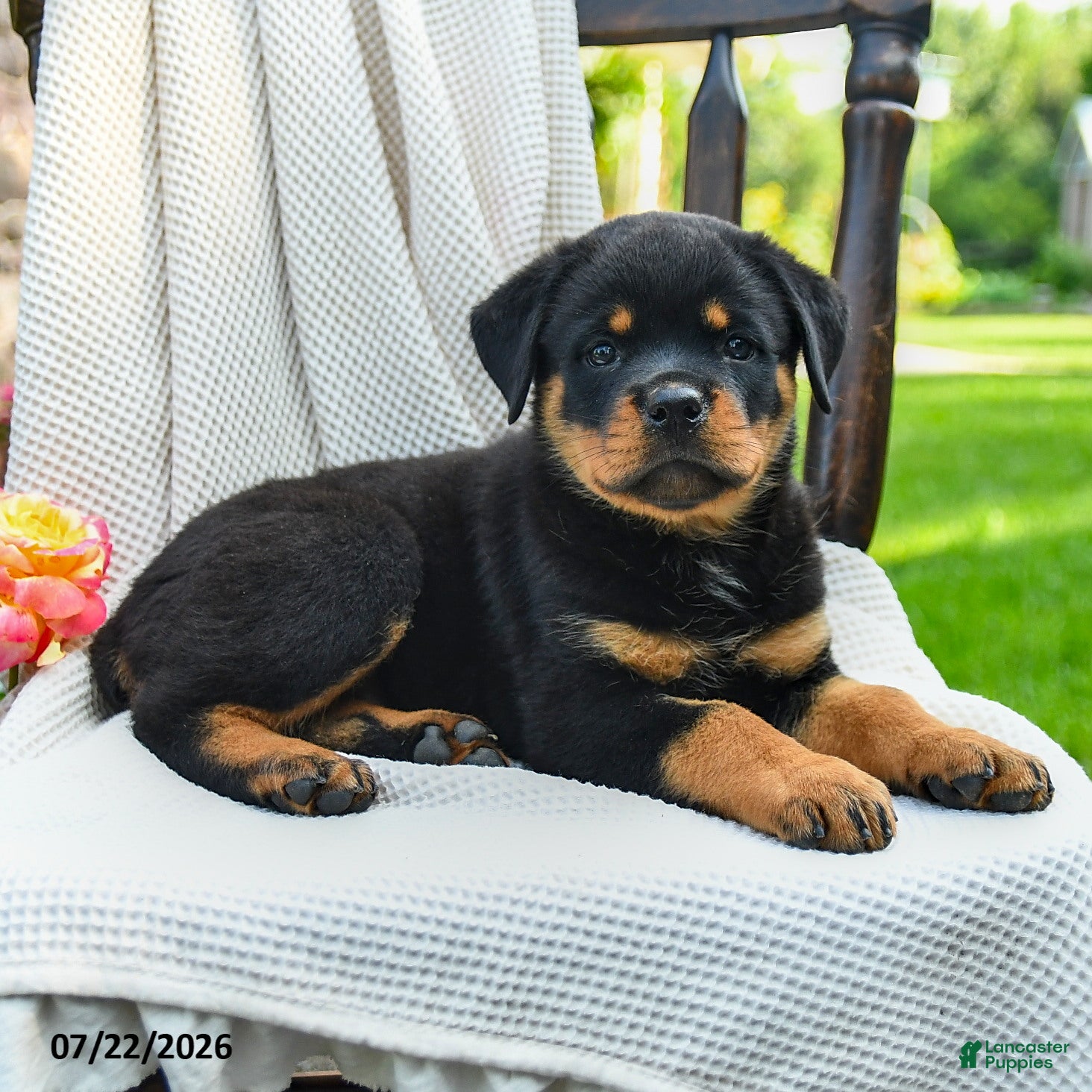 Rottweiler dogs Lexie - Ad 2