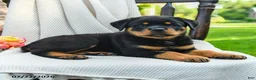 Rottweiler dogs for sale: Lexie - Ad 2