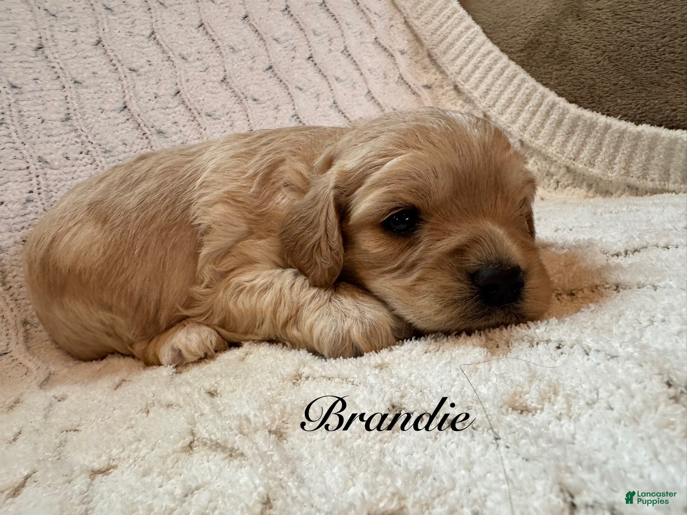 Cavapoo dogs Brandie - Ad 2