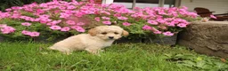 Cavapoochon dogs for sale: Maverick - Ad 3