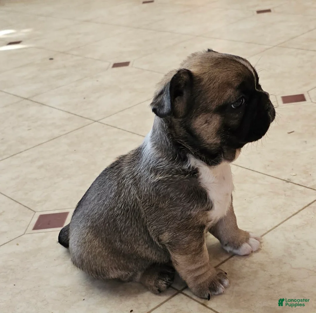 Mixed Breed dogs for sale: RayBan 75% Frenchie - Ad 3