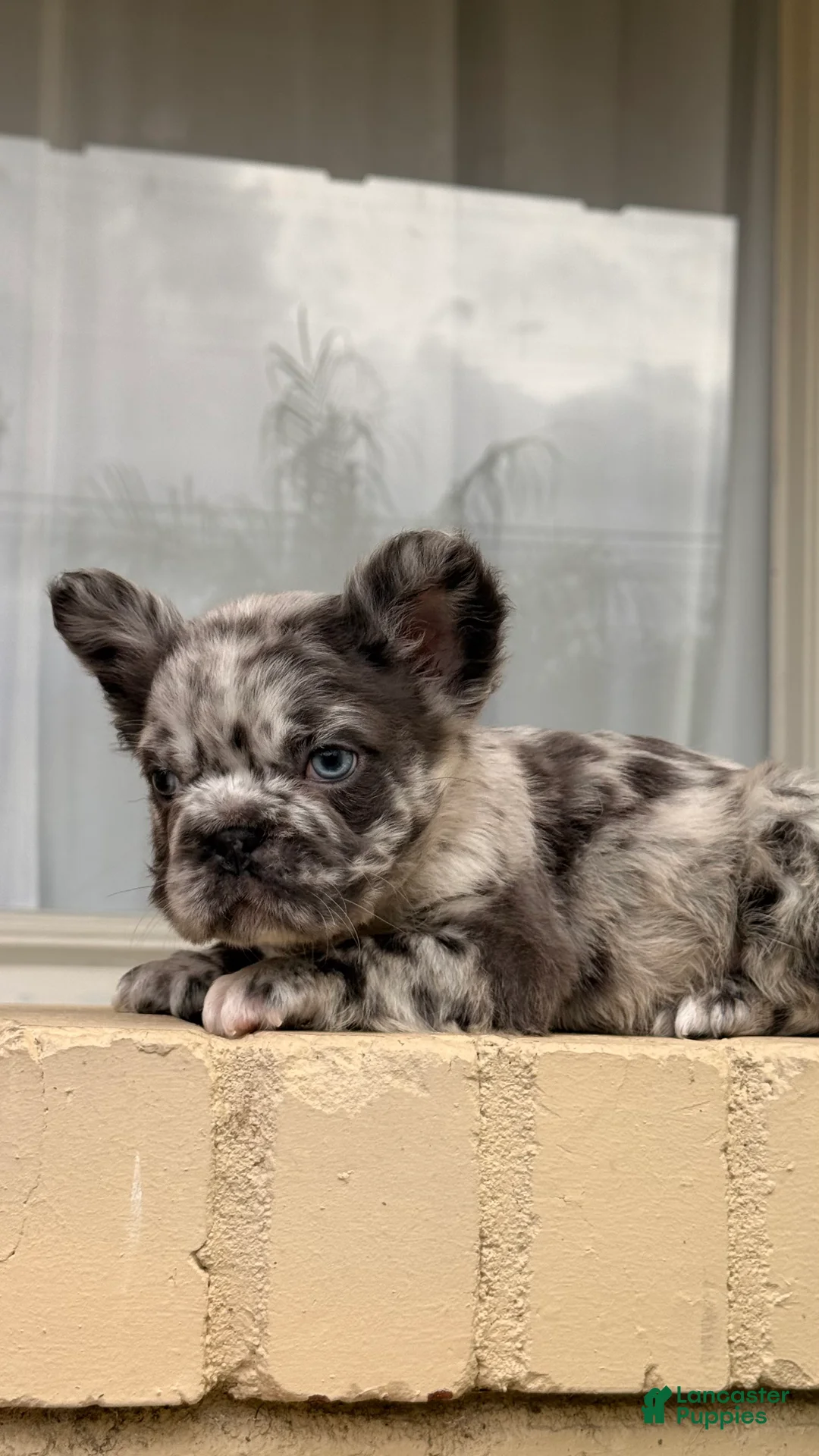 French Bulldog dogs for sale: 💙Blue Merle Male French Bulldog  - Ad 2
