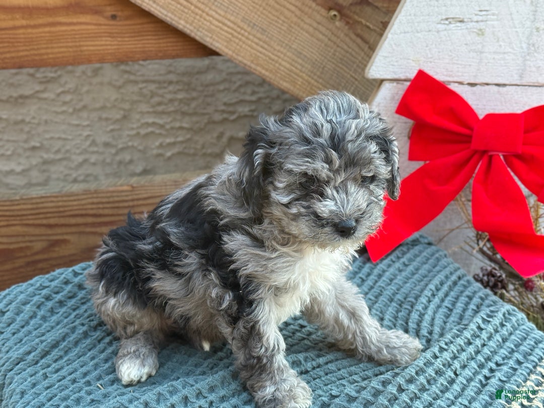 Bichpoo dogs for sale: Ashlee - Ad 11