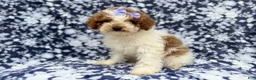 Miniature Poodle dogs for sale: Charlotte - Ad 4
