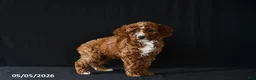 Miniature Poodle dogs for sale: Fairy - Ad 4