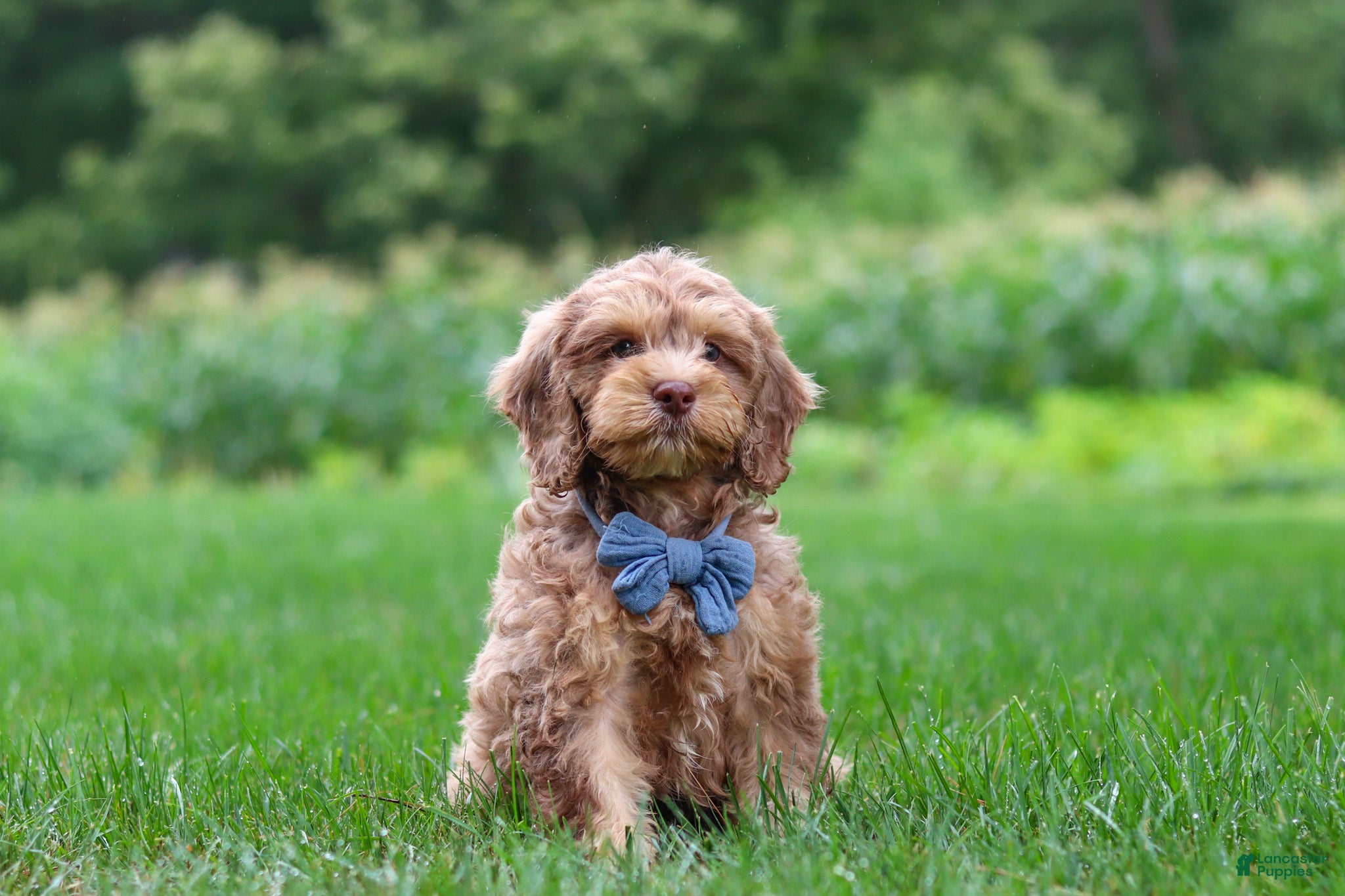 Cockapoo dogs Leo - Ad 1