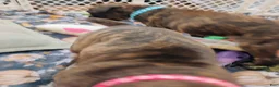 Boxer dogs for sale: Boxer 7 - Ad 4