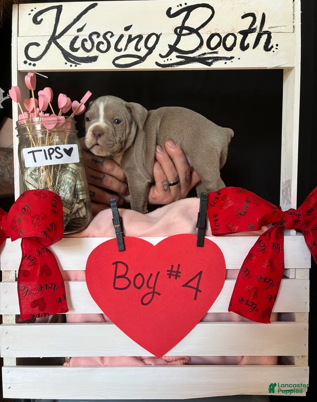 Olde English Bulldogge dogs for sale: Olde English Bulldogge Puppy 4 - Ad 9