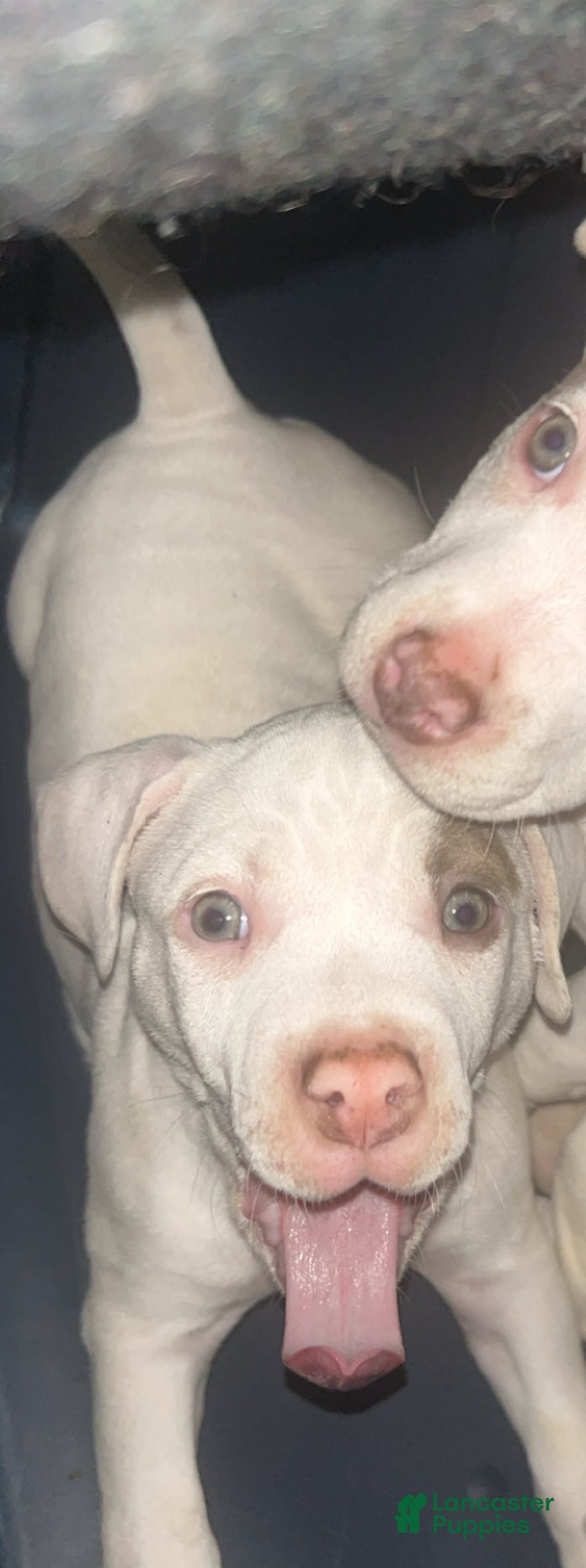 American Bully dogs American Bully Puppy 2 - Ad 7