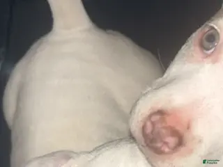 American Bully dogs American Bully Puppy 2 - Ad 7