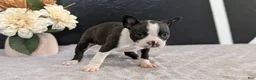 Boston Terrier dogs for sale: Mya - Ad 7
