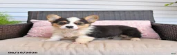 Welsh Corgi Pembroke dogs for sale: Mack  - Ad 3