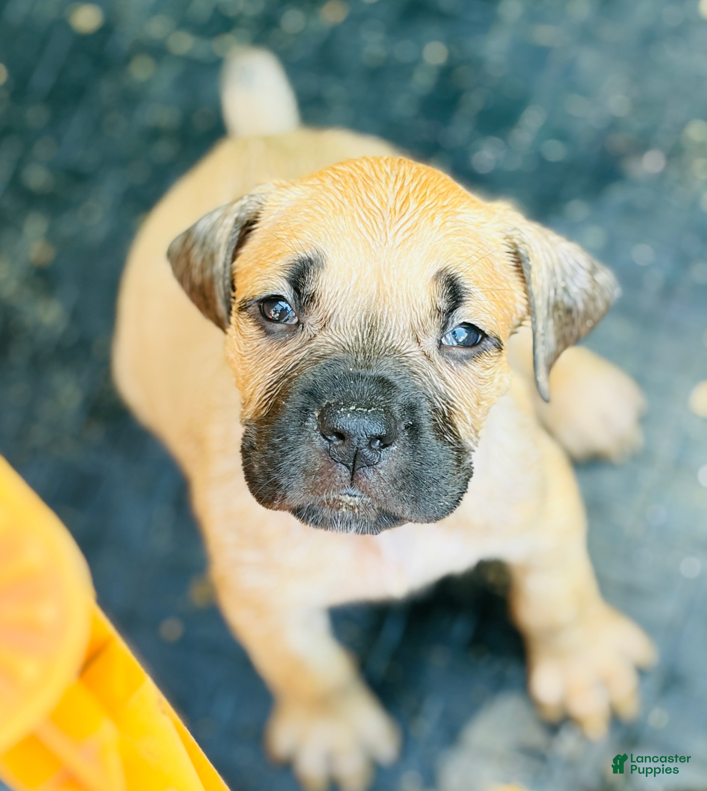 Mixed Breed dogs Puppy 3 - Ad 1
