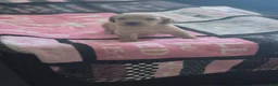 Double Doodle dogs for sale: Double Doodle 5 - Ad 1