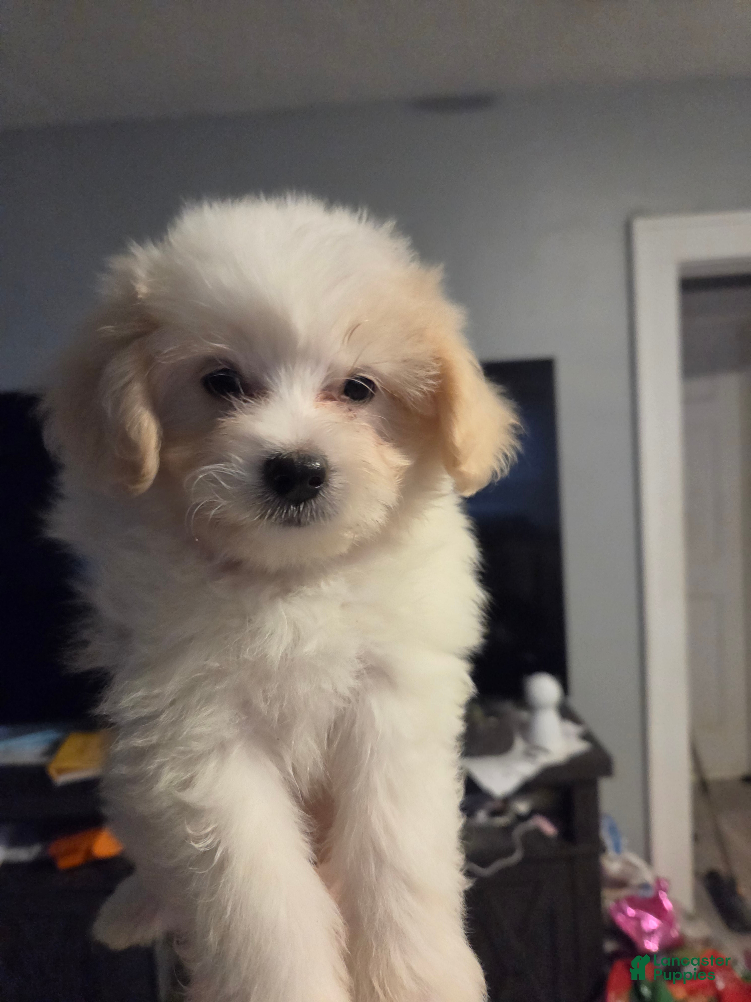 Eskipoo dogs for sale: Zorra - Ad 9