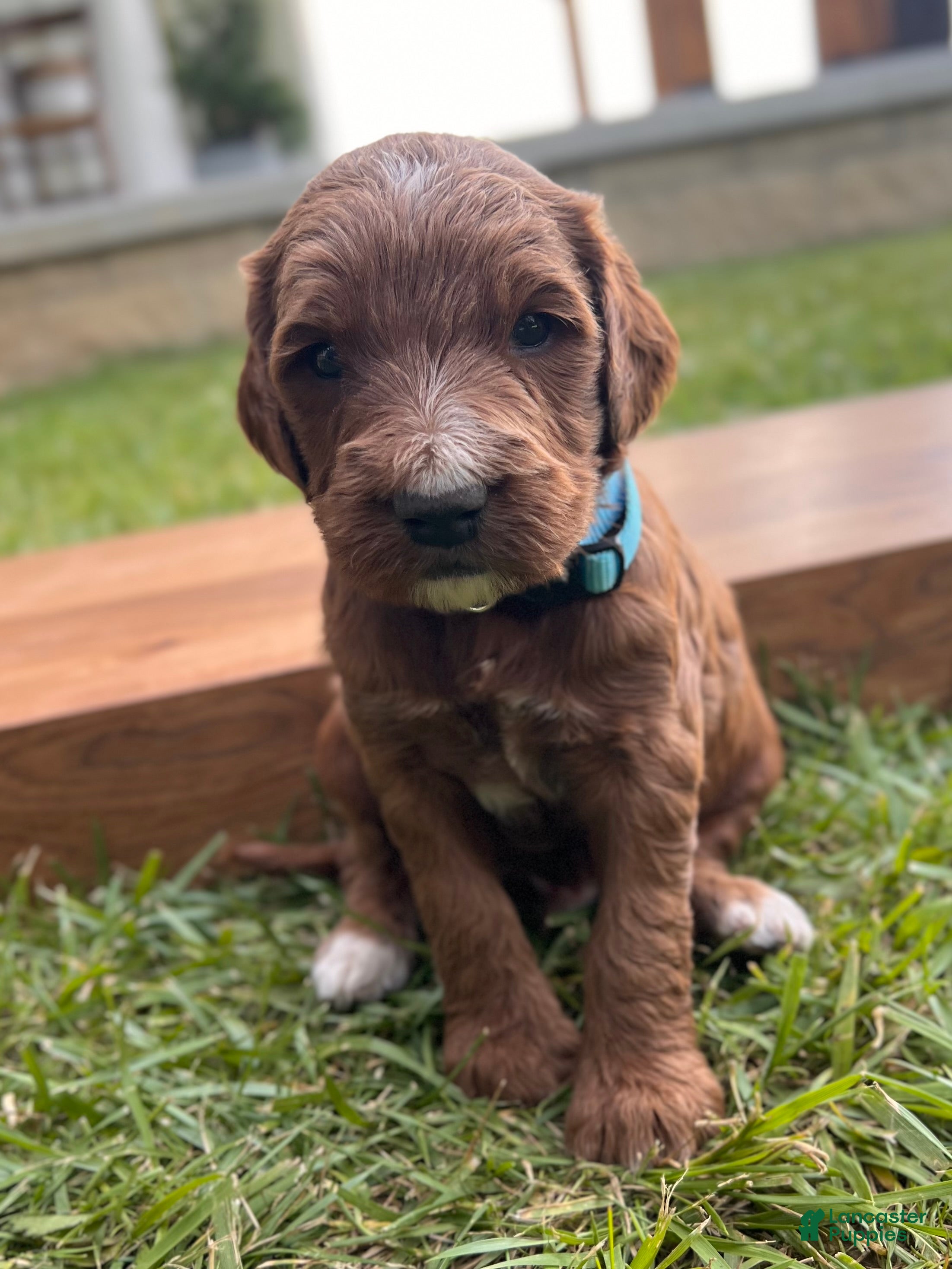 Irish Doodle dogs Birch - Ad 1