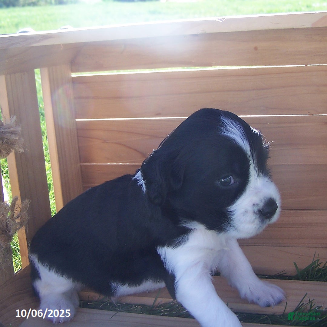 English Springer Spaniel dogs for sale: Asher - Ad 2