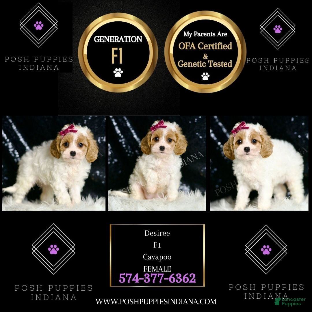 Cavapoo dogs for sale: Desiree F1  - Ad 6