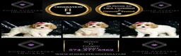 Cavapoo dogs for sale: Desiree F1  - Ad 6