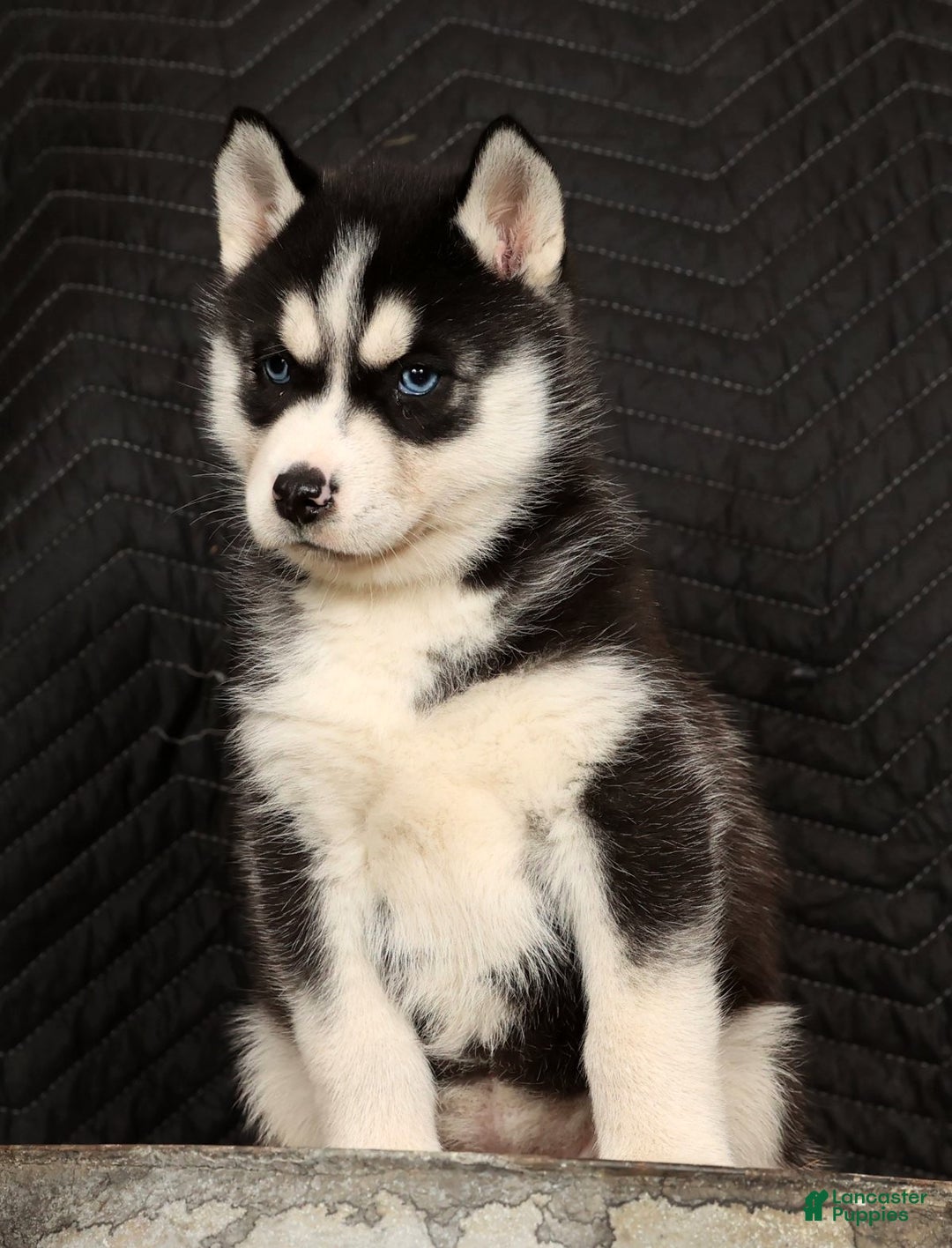 Siberian Husky dogs for sale: Twinkle - Ad 3