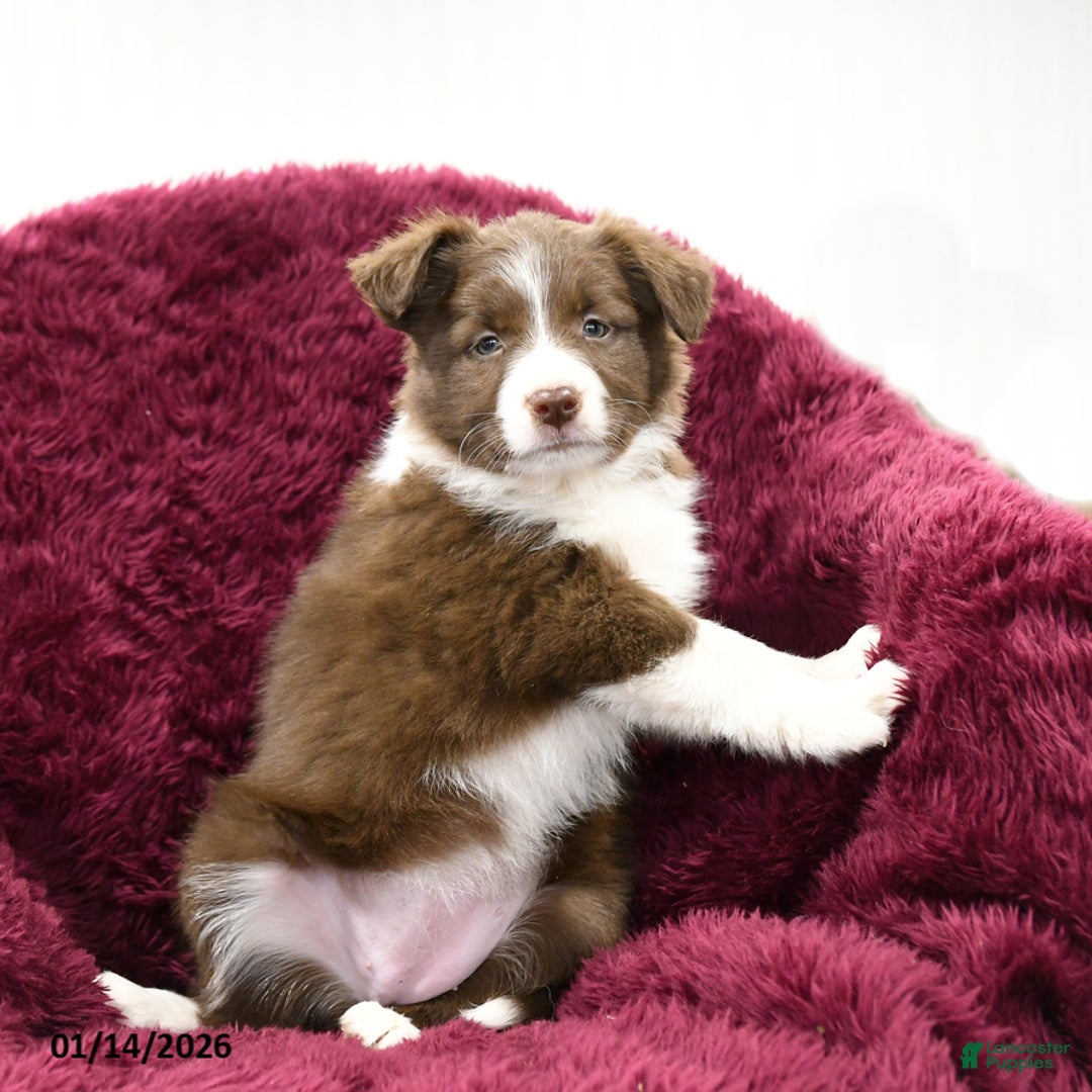 Border Collie dogs for sale: Willow - Ad 3