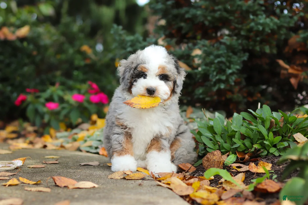 Mini Bernedoodle dogs for sale: Paris - Ad 2
