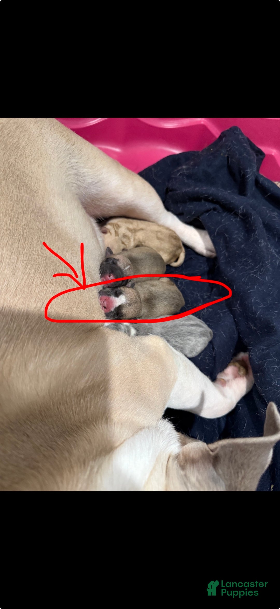 American Bully dogs for sale: Adrian - Ad 2