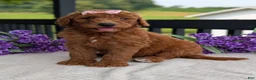 Goldendoodle dogs for sale: Miss Emmie - Ad 2