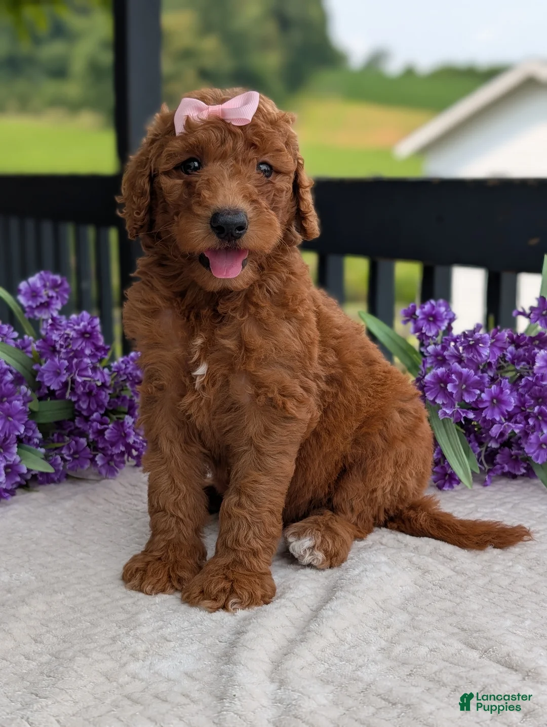 Goldendoodle dogs for sale: Miss Emmie - Ad 2