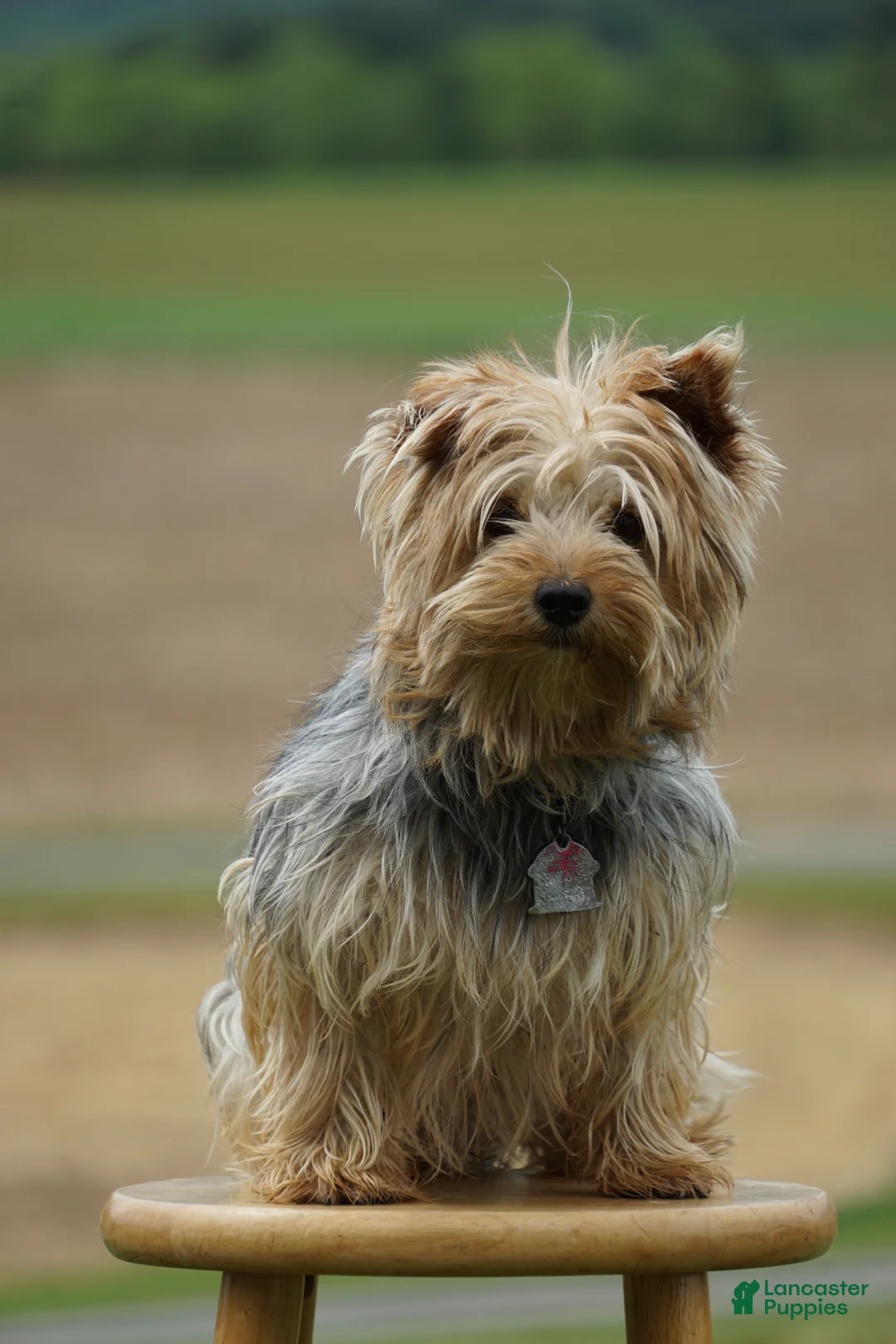 Yorkshire Terrier dogs for sale: Edge - Ad 2