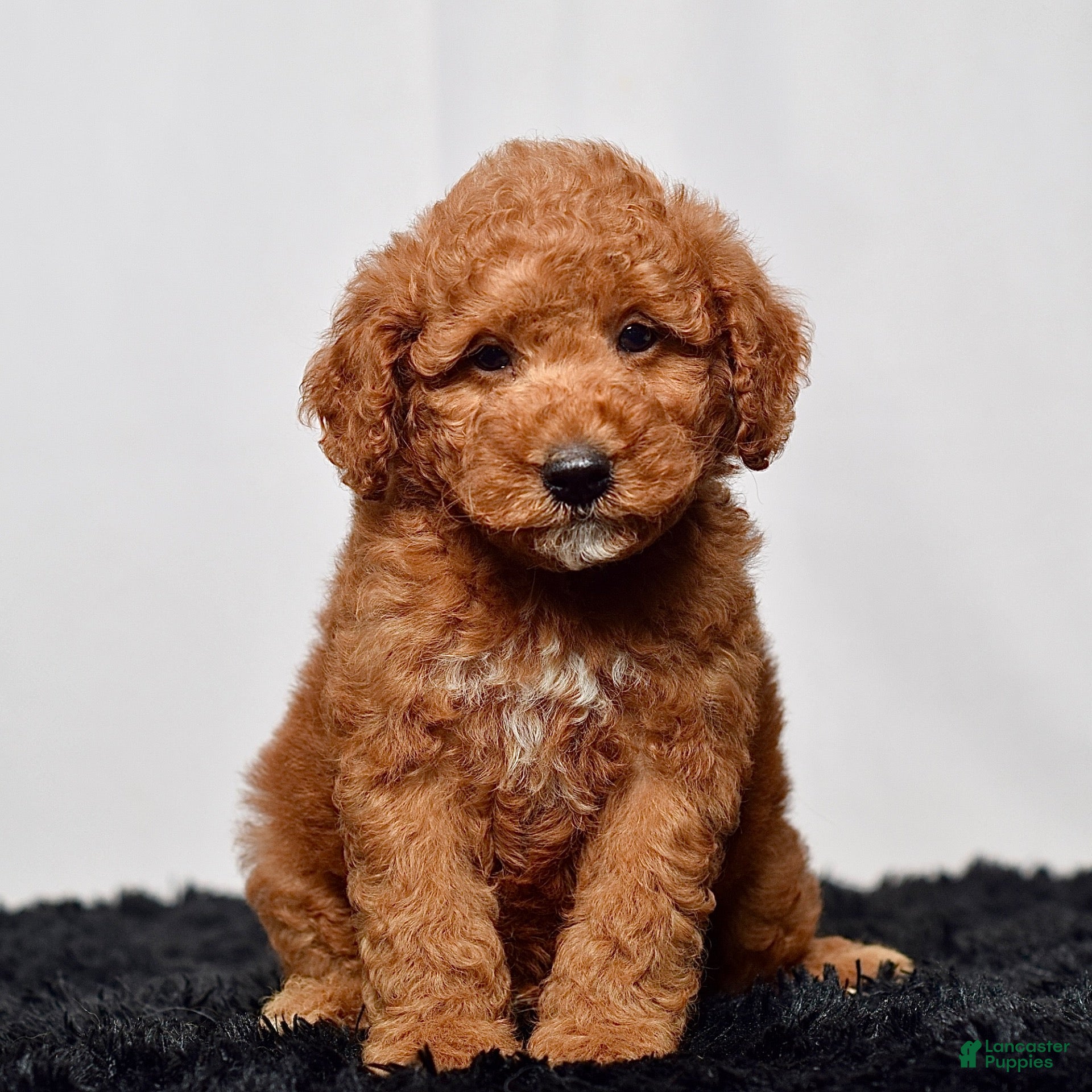 Mini Goldendoodle dogs Mr. Simon - Ad 2