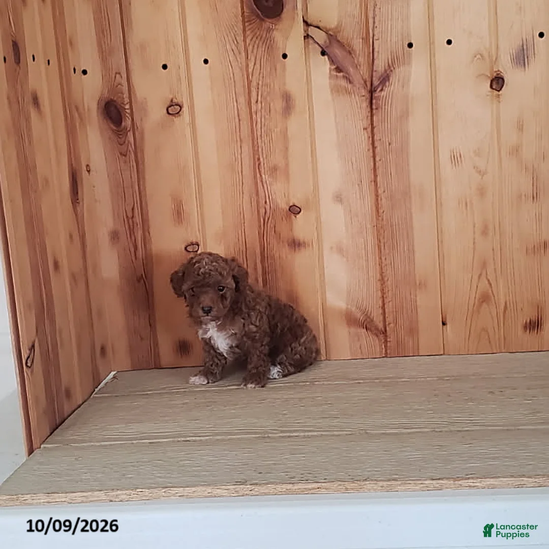 Toy Poodle dogs for sale: Princess - Ad 2
