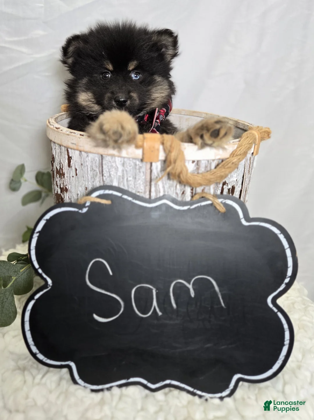 Pomsky dogs for sale: Sam - Ad 4
