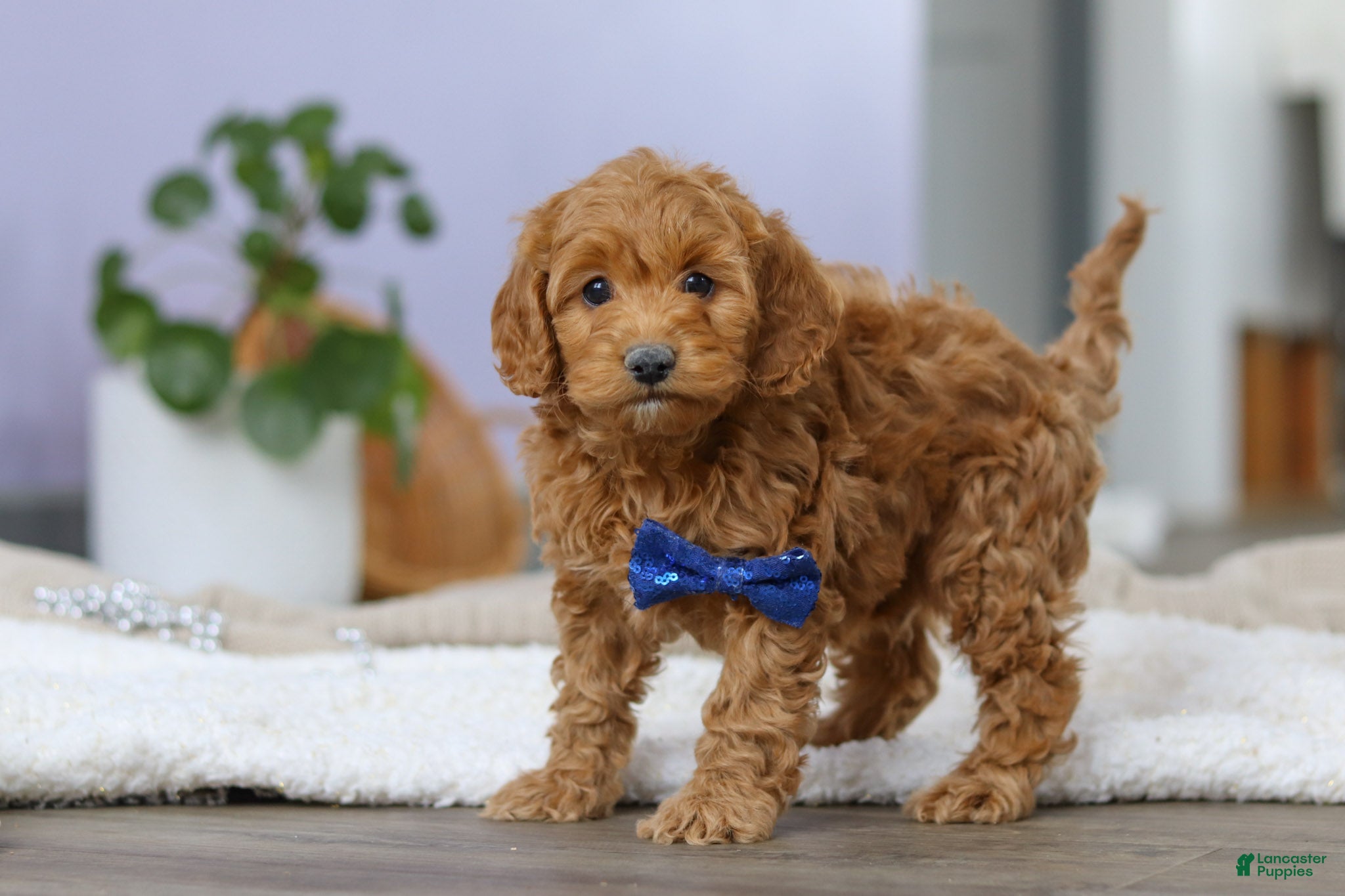 Cockapoo dogs Luca - Ad 2