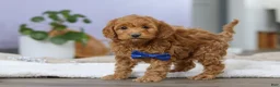 Cockapoo dogs for sale: Luca - Ad 2