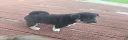 Shiba Inu dogs for sale: Male #1 - Individual coming soon! - Ad 1