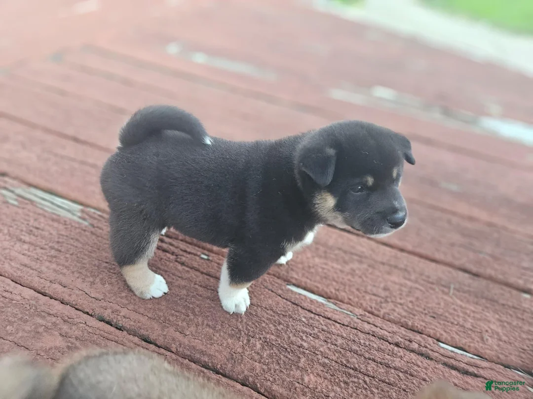 Shiba Inu dogs for sale: Male #1 - Individual coming soon! - Ad 1