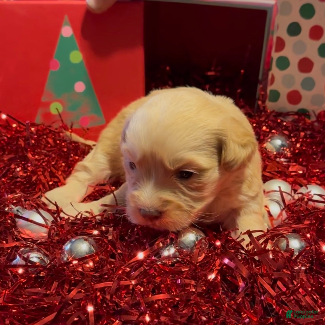 Mini Goldendoodle dogs for sale: Chrissy - Ad 1