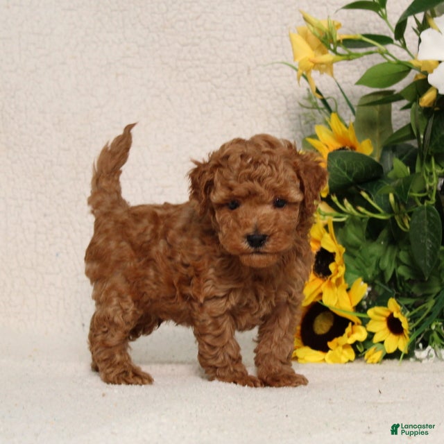 Mini Goldendoodle dogs Velcro - Ad 2