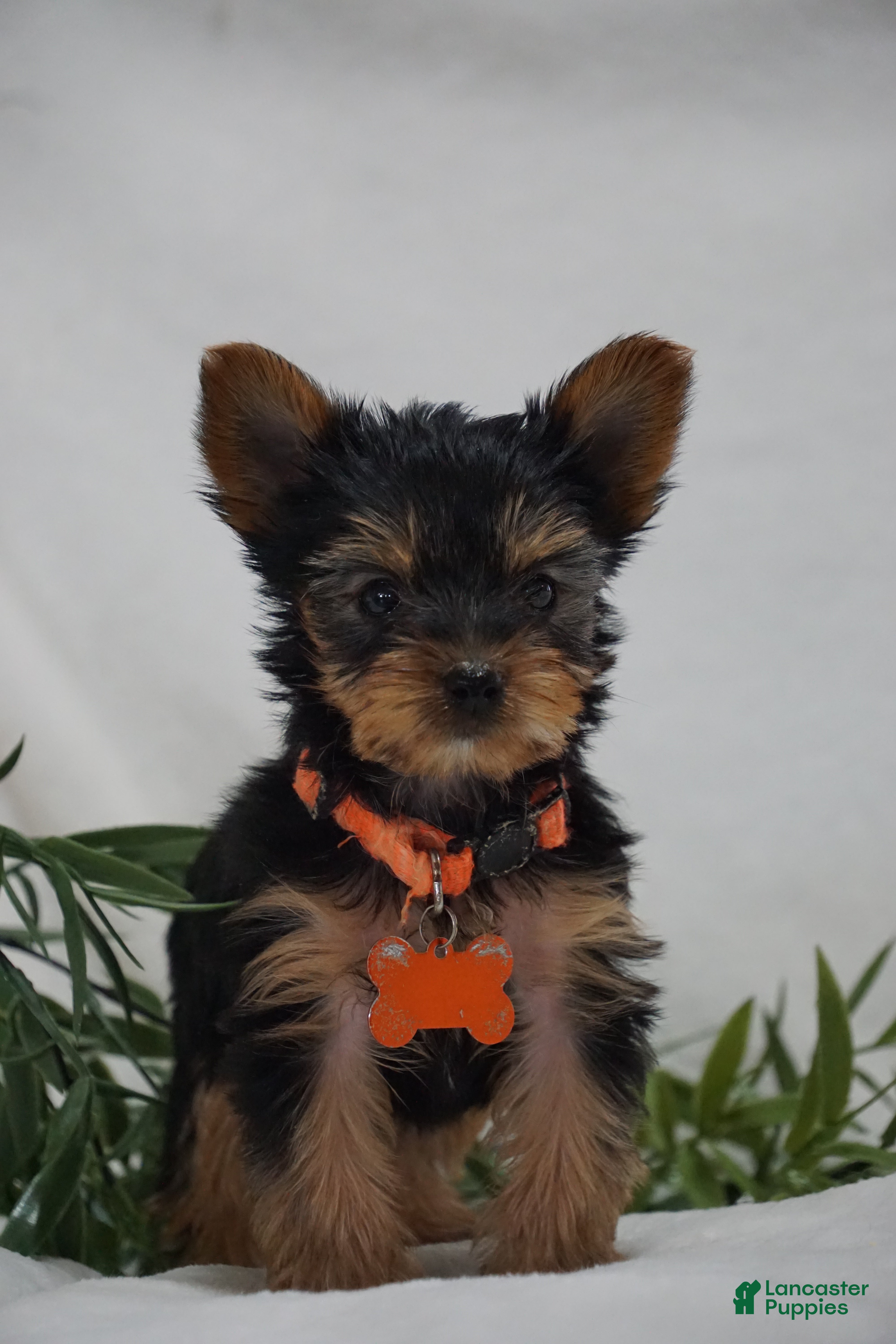 Yorkshire Terrier dogs for sale: ELEK - Ad 4