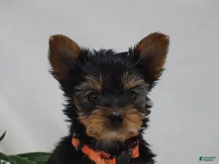 Yorkshire Terrier dogs for sale: ELEK - Ad 4